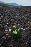 Dempster highway